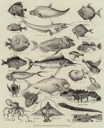 Vreemde Vissen op de Internationale Visserijtentoonstelling